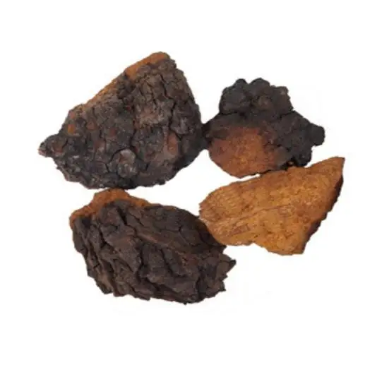  Высокое качество новинка оптовая продажа натуральный chaga замороженный цельный гриб tonotus