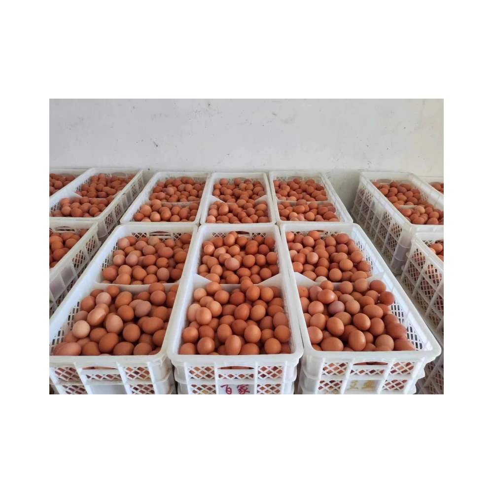 3% Compound Premium Layer Feed - Wholesale Poultry Feed for Chickens and Ducks