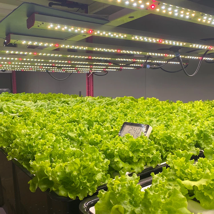 Manufacture Vertical Grow System for fruits and vegetable and herbs indoor farming Container for tomato Shipping Container Farm