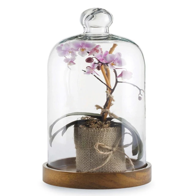 
Custom large clear flower blossoms bonsai terrarium plants glass flower dome 
