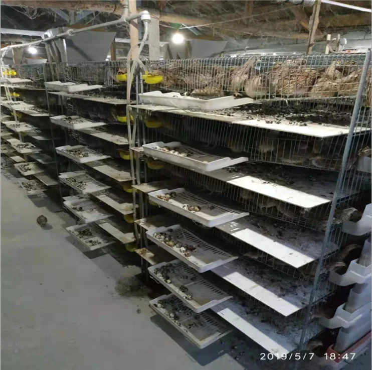 manure belt conveyor chicken quail