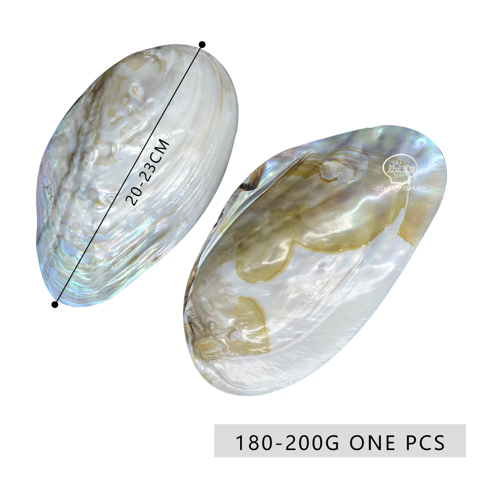 Natural Sea Mussel Shell Polished  Pearl Shell Oyster Mother of Pearl Abalone Shell Home Decoration And Jewely Making