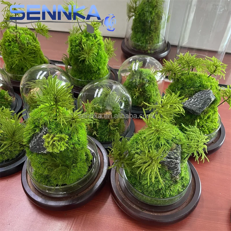 Factory wholesale preserved flower wall landscaping decoration supplies customized preserved immortal moss in glass dome