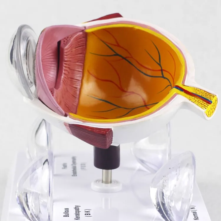 Biology Anatomical Medical Enlarged Pvc Human Eye Anatomy Model
