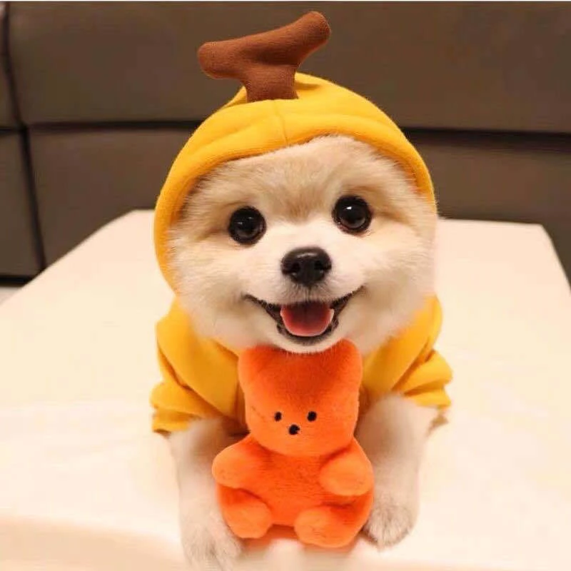Pet Clothes Dogs Hooded Sweatshirt Fruit Warm Coat Cat Sweater Cold Weather Costume for Puppy Small Medium Large Dog Cat Clothes