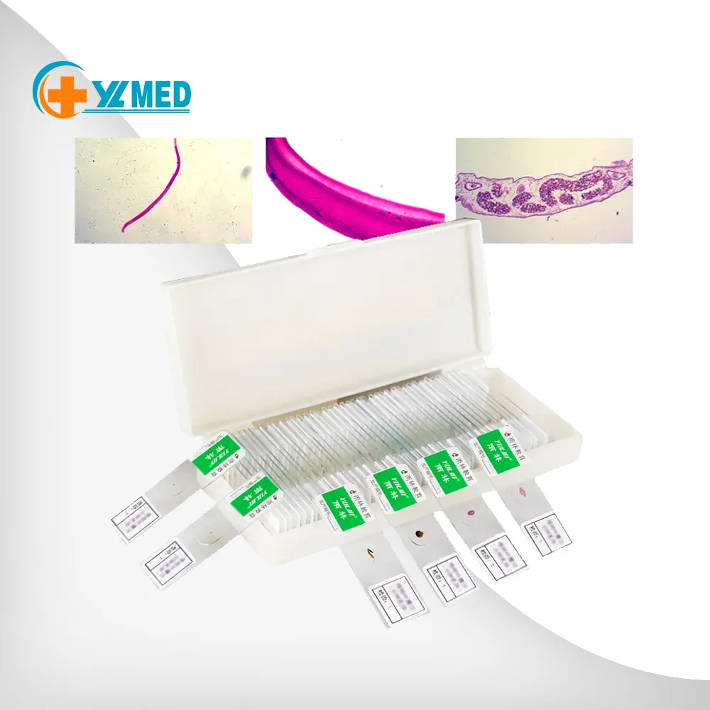 Учебное оборудование для учеников студентов врачей исследований медицины паразитологии подготовленные