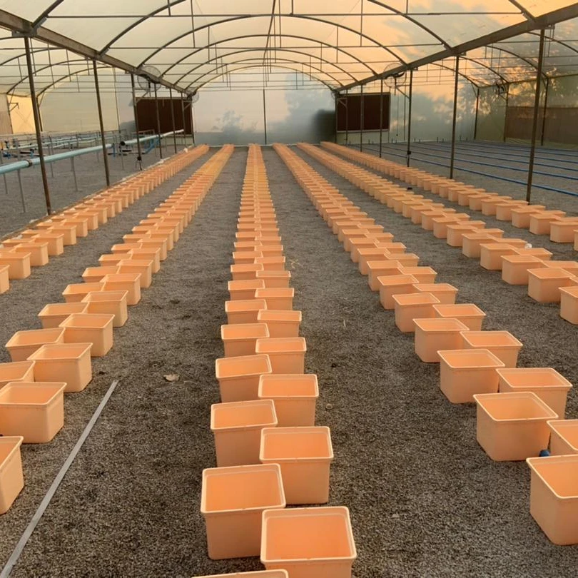 2022 High quality professional Dutch Bucket Bato Pot nft channel hydroponic growing system for tomatoes cucumber pepper farming