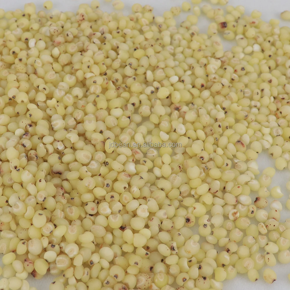 Hulled And Unhulled Sorghum Seeds White Milo Kaoliang Sorghum Grains