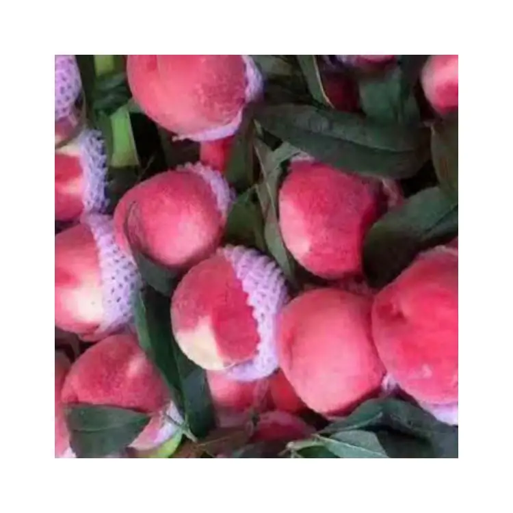 Профессиональная фабрика натуральная красота вкусные фрукты китайская большая форма Сладкая Cangfang свежая