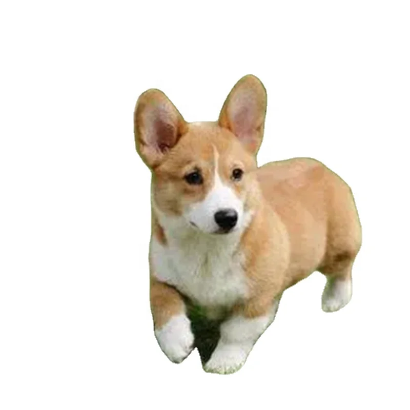 Sample Free Cheap Custom Brand Simple Disposable Male Dog Physiological Pants Pet Diapers outdoor travelling in the car