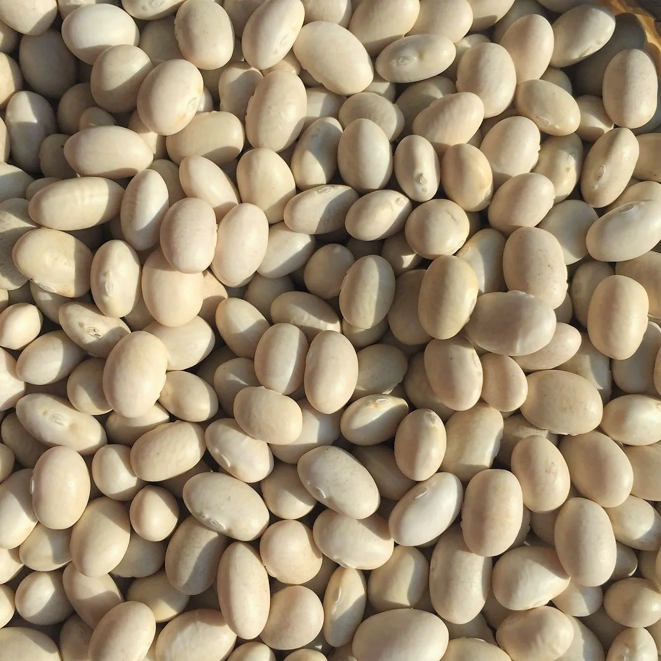 Chinese White Kidney Beans bulk package