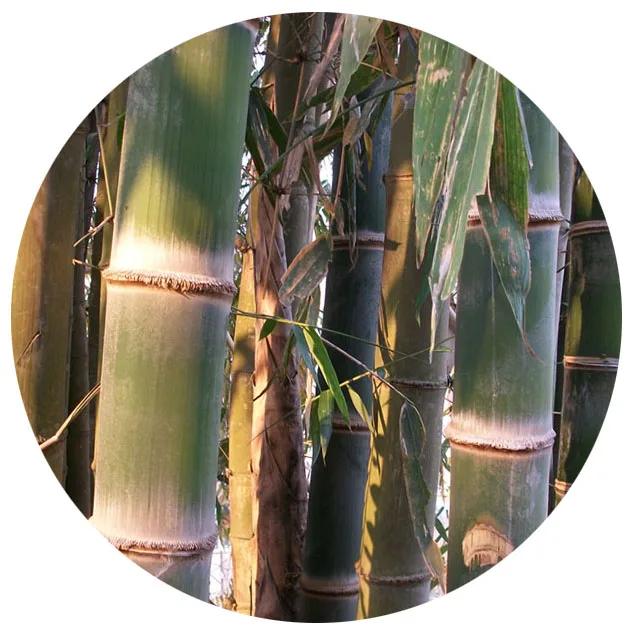 Новое поступление, семена бамбука дендробикамуса особенного