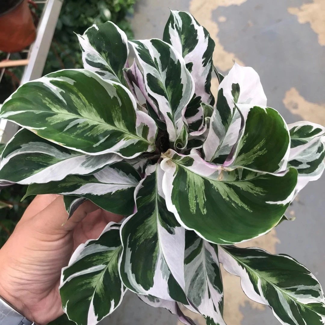 Оптовая продажа растений Calathea, настоящие растения Calathea Fusion White of indoor bonsai