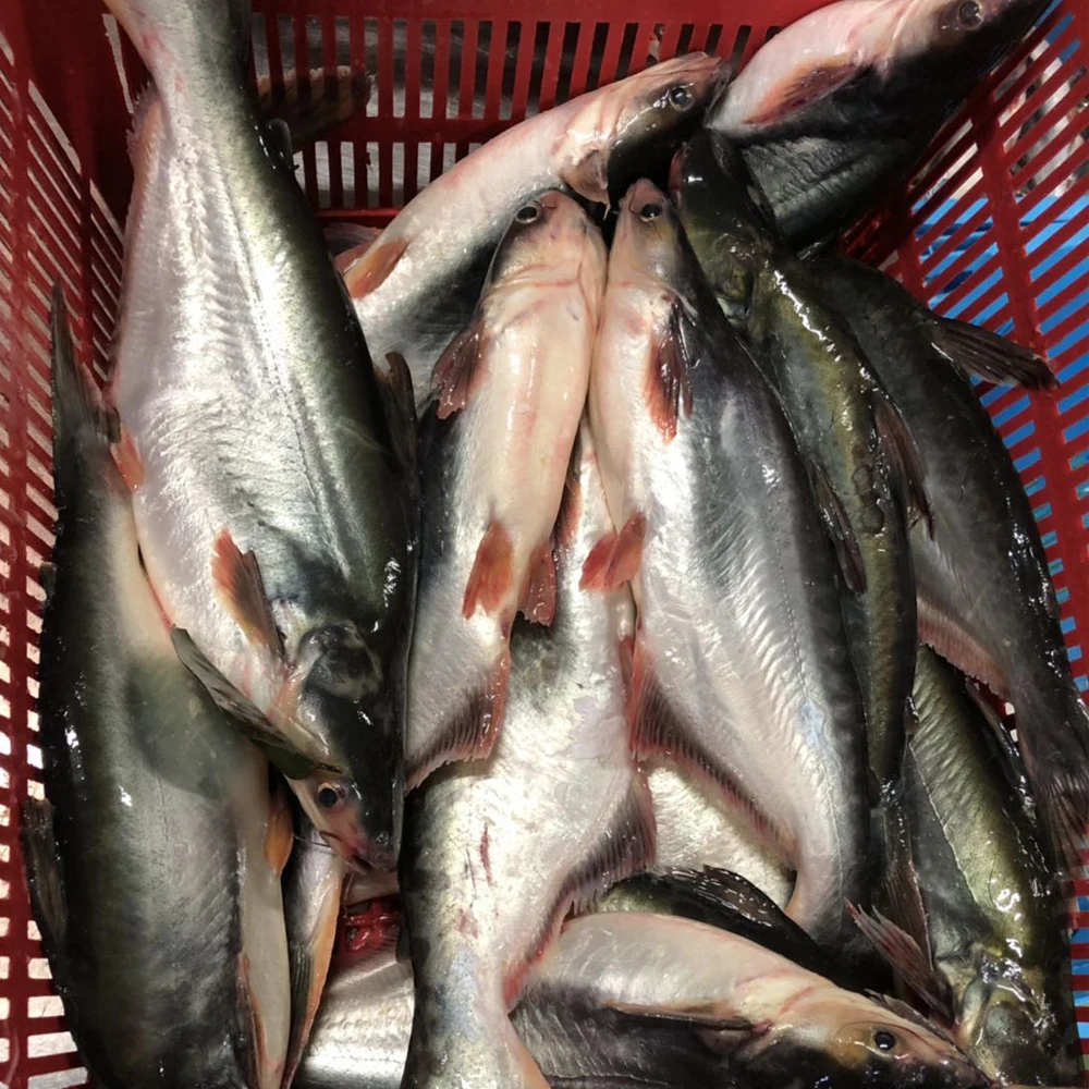 
STOCK BASA FISH VIETNAM FOR EU MARKET FROM MANUFACTURER WITH GOOD QUALITY AND FACTORY PRICE 