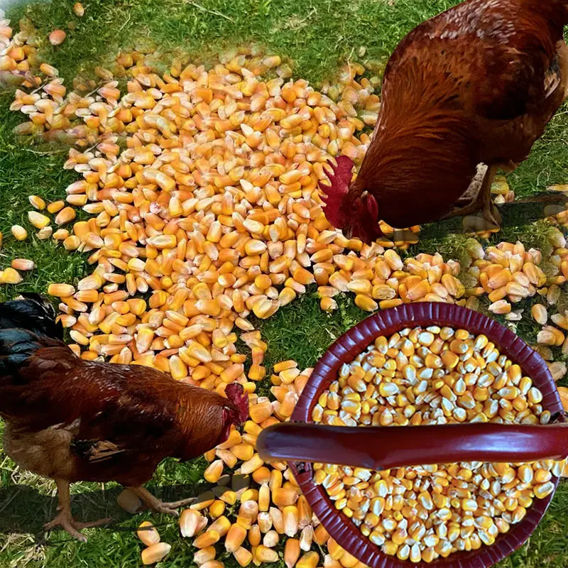 Wholesale farm old corn yellow dry corn kernels