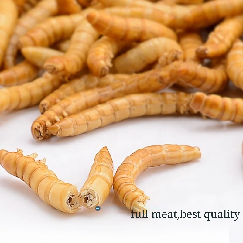 Pet food- Mealworms
