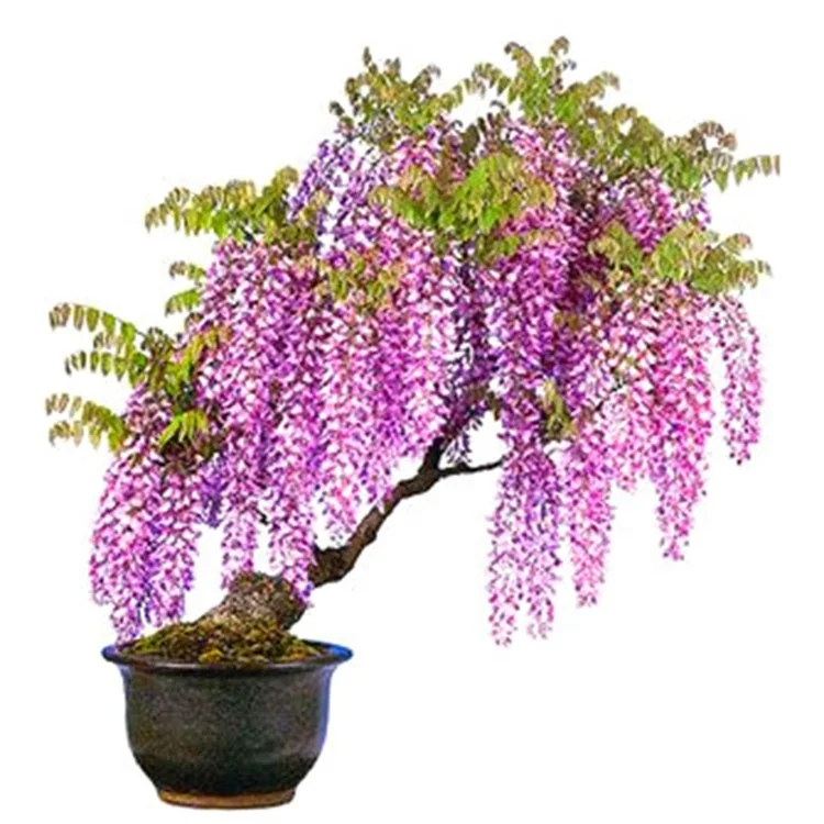
Wholesale Bonsai Flower Wisteria Flower Wisteria Seeds For Planting Flower and Bulbs Seeding Bonsai Seeds 