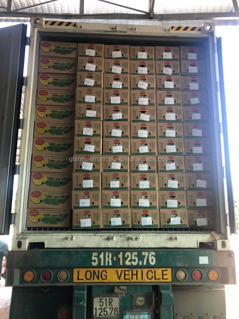 
2020 Premium banana cavendish for sale 