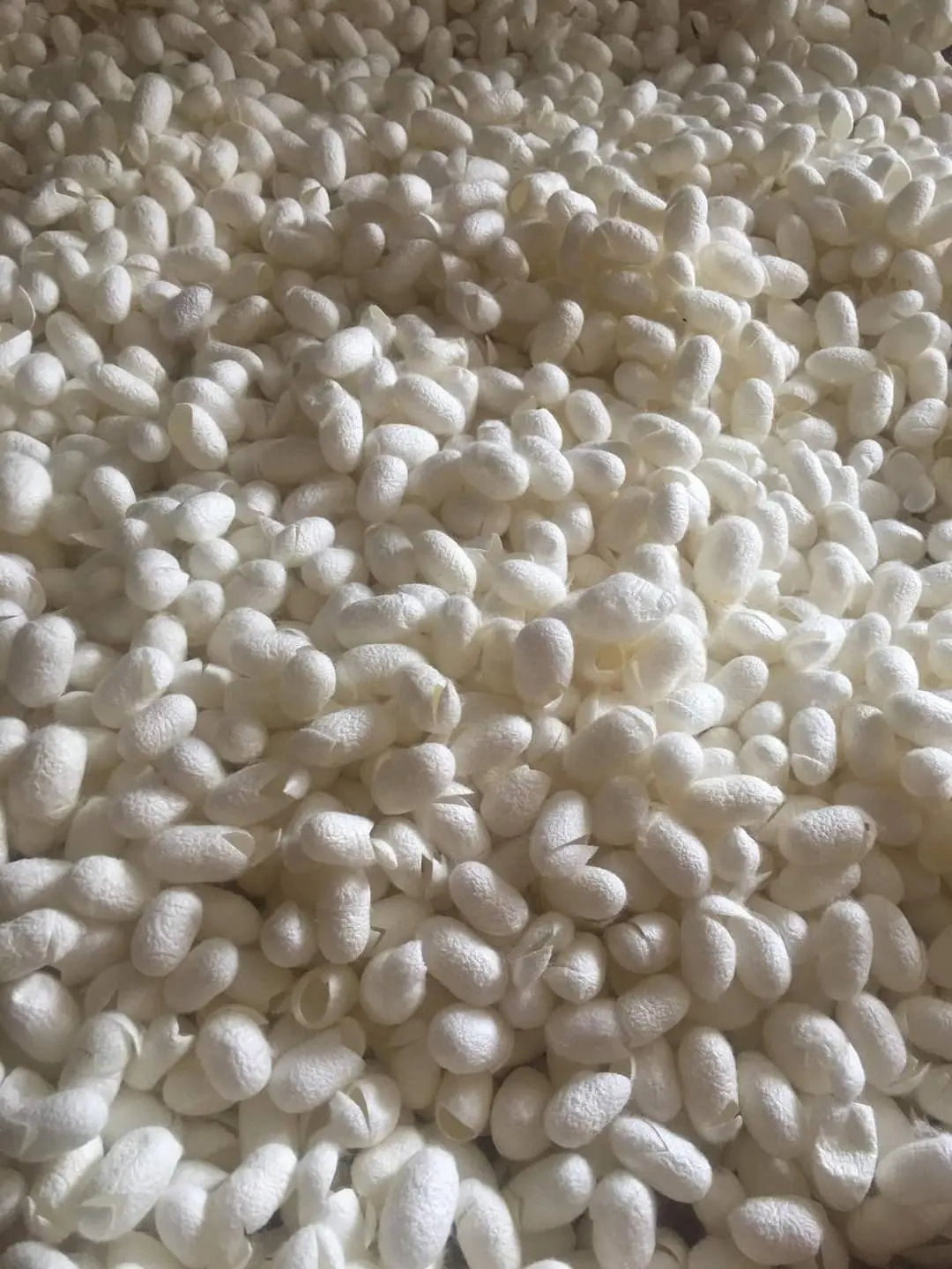 Silkworm cocoon original 100% Natural for skin care/Cocoon Silk High Quality cheapest for export From Vietnam Product for Beauty