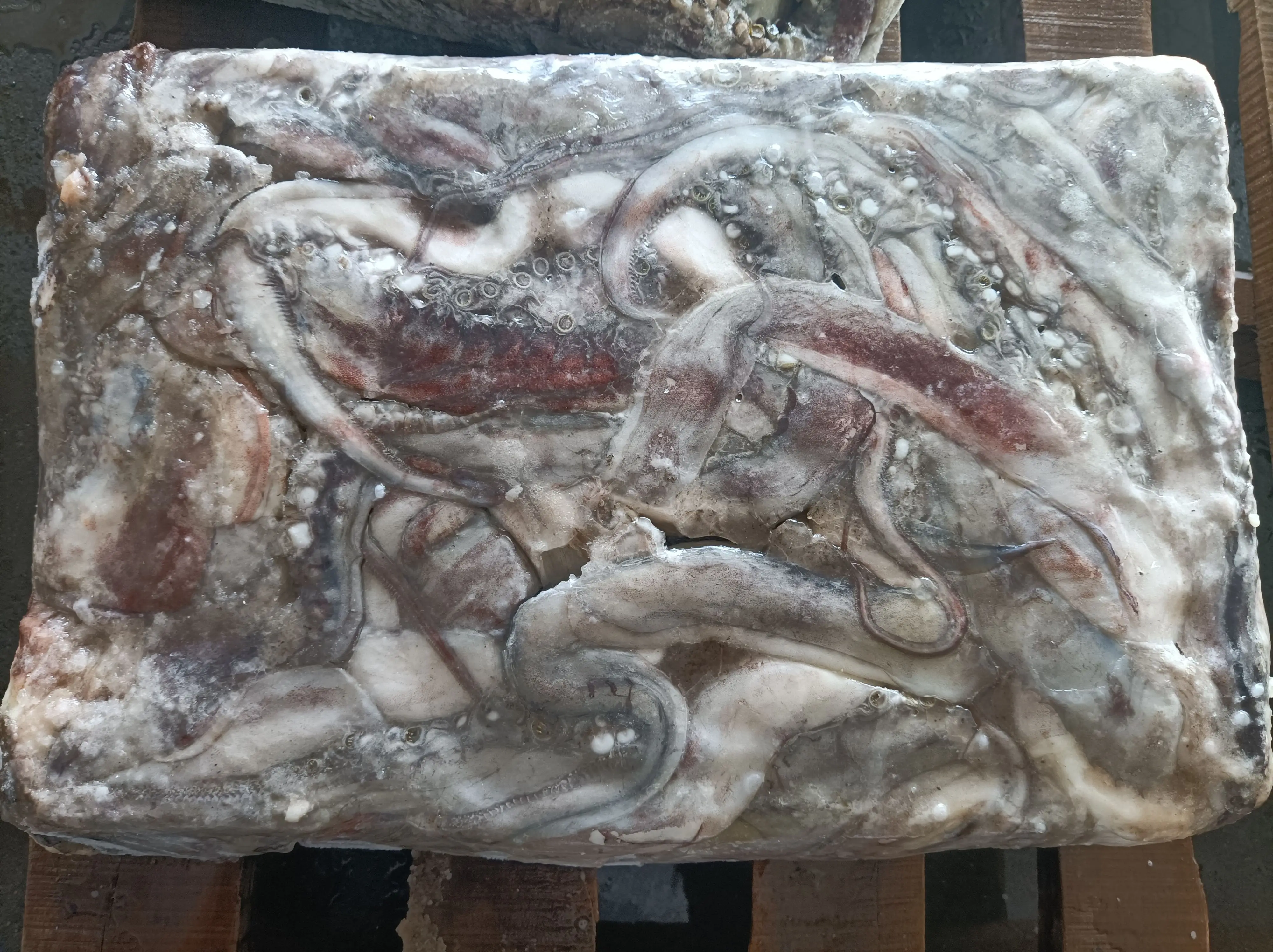 M12 High quality squid head frozen squid tentacle