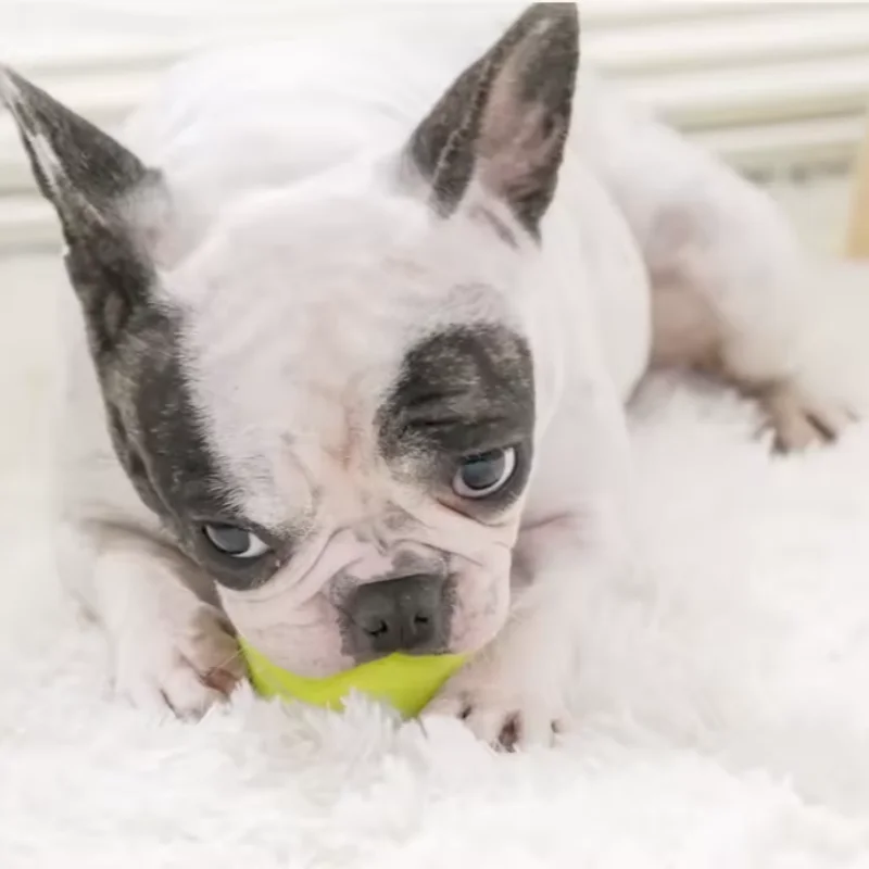 interactive rubber tennis herding ball for dogs pets rolling training ball pet chew toys movable ball for pet