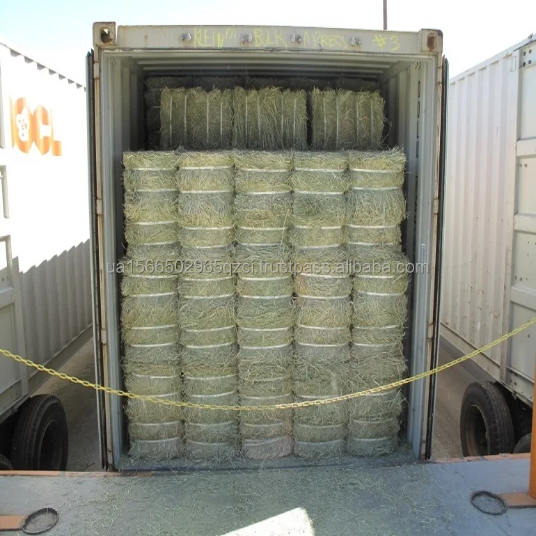 Alfalfa Hay In Bulk Quantity For Sale