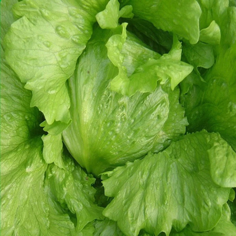 Hybrid Iceberg lettuce seeds with competitive