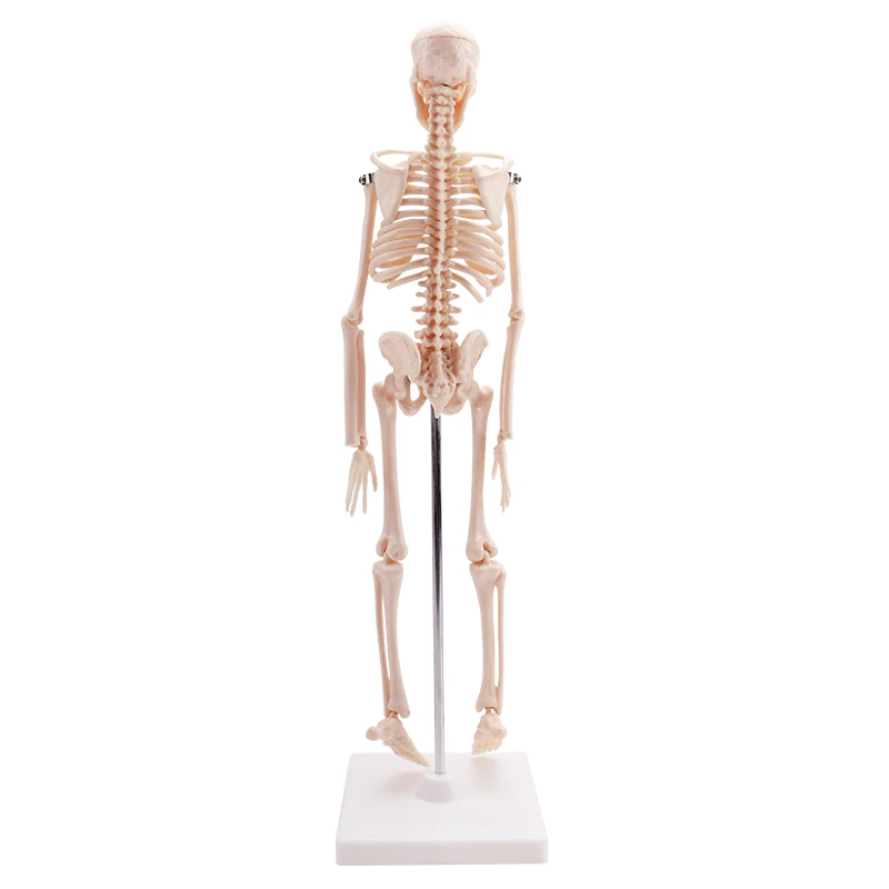 Cheaper human small size skeleton model biological model kids skeleton model