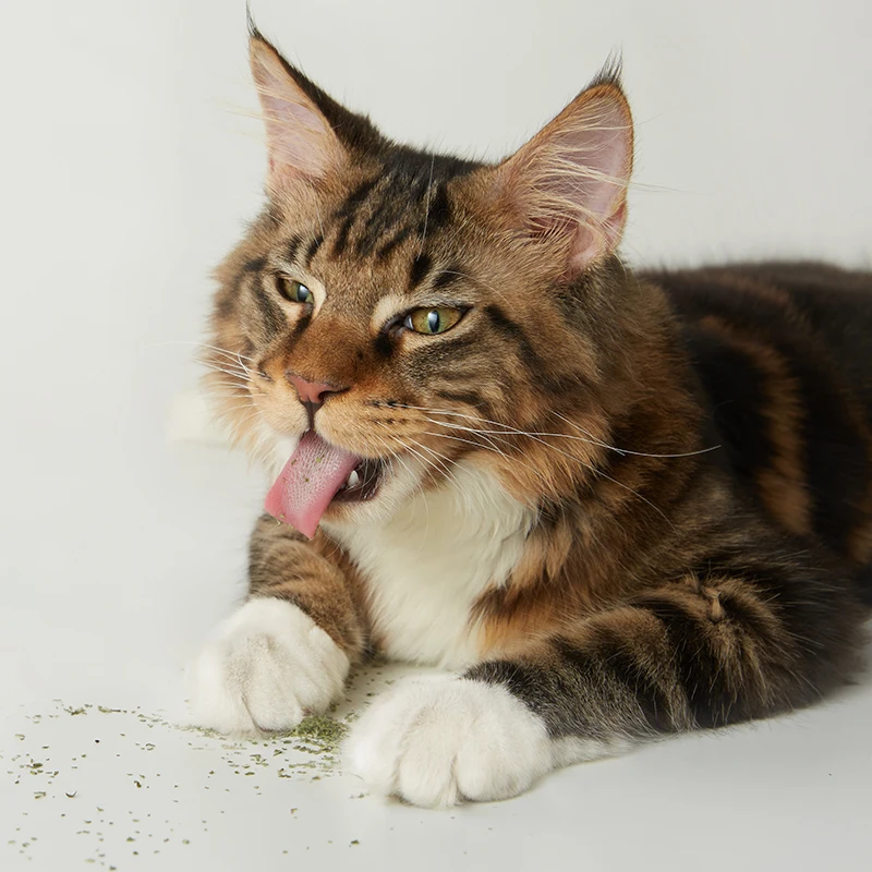 UFBemo Упаковка под заказ листья кошачьей мяты высококачественный порошок оптовая продажа расслабляющие игрушки для домашних животных