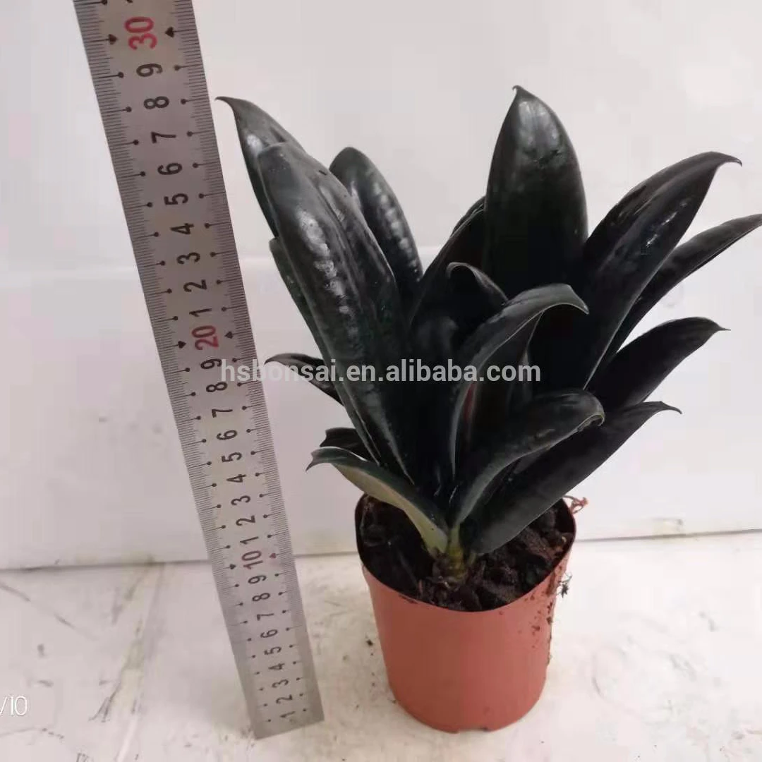 
Professional manufacture cheap foliage plants natural plants ornamental ficus elastic bonsai lantern cage 