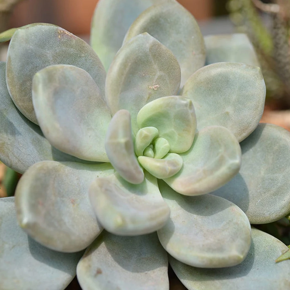 Sugar Block fiber weight loss dietary supplement for weight loss from japan