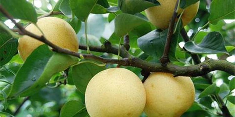 Factory Direct Wholesale Fresh High Quality Low Price Pear From China