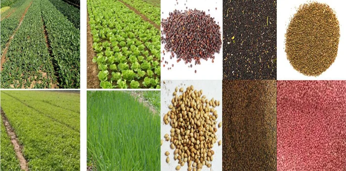 Gasoline seeder  self-propelled six row seeder for agricultural