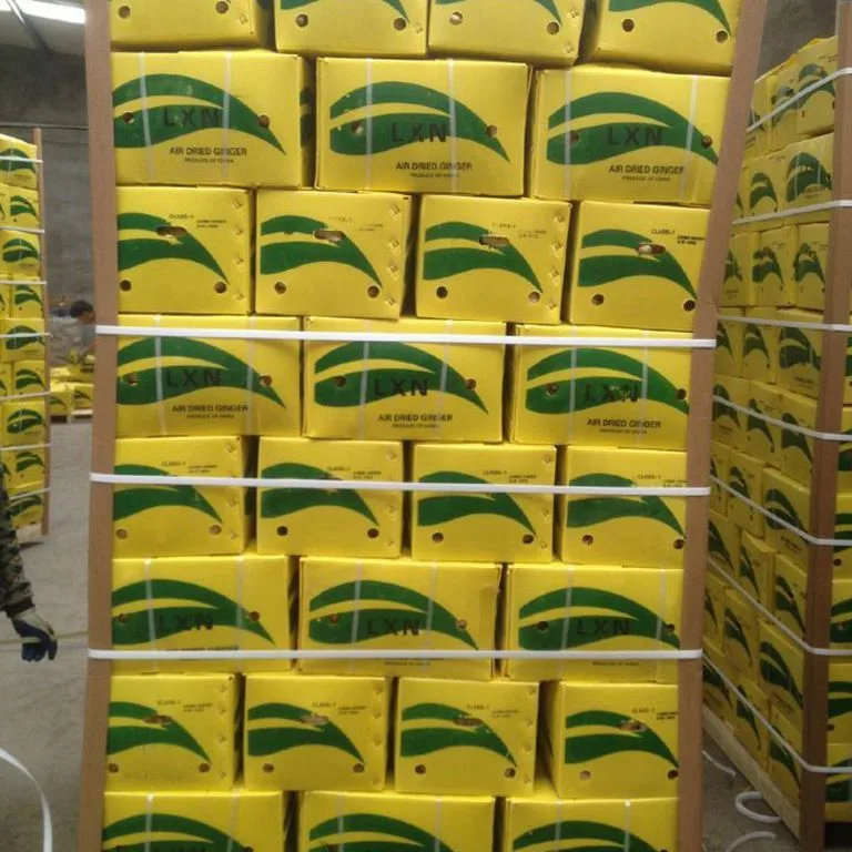 Sinofarm Ginger suppliers fresh ginger jengibre new crop high quality in carton for wholesale fresh ginger