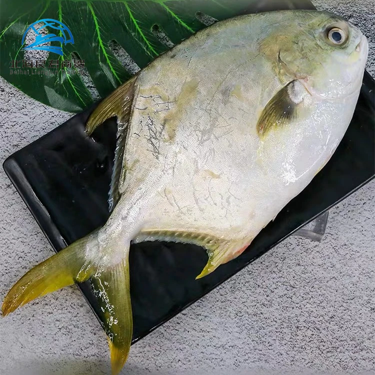 Chinese low price high quality delicious seafood frozen whole live Golden Pomfret fish for sale