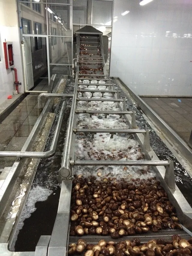 IQF Frozen Shiitake Mushroom Whole Cut Cubes