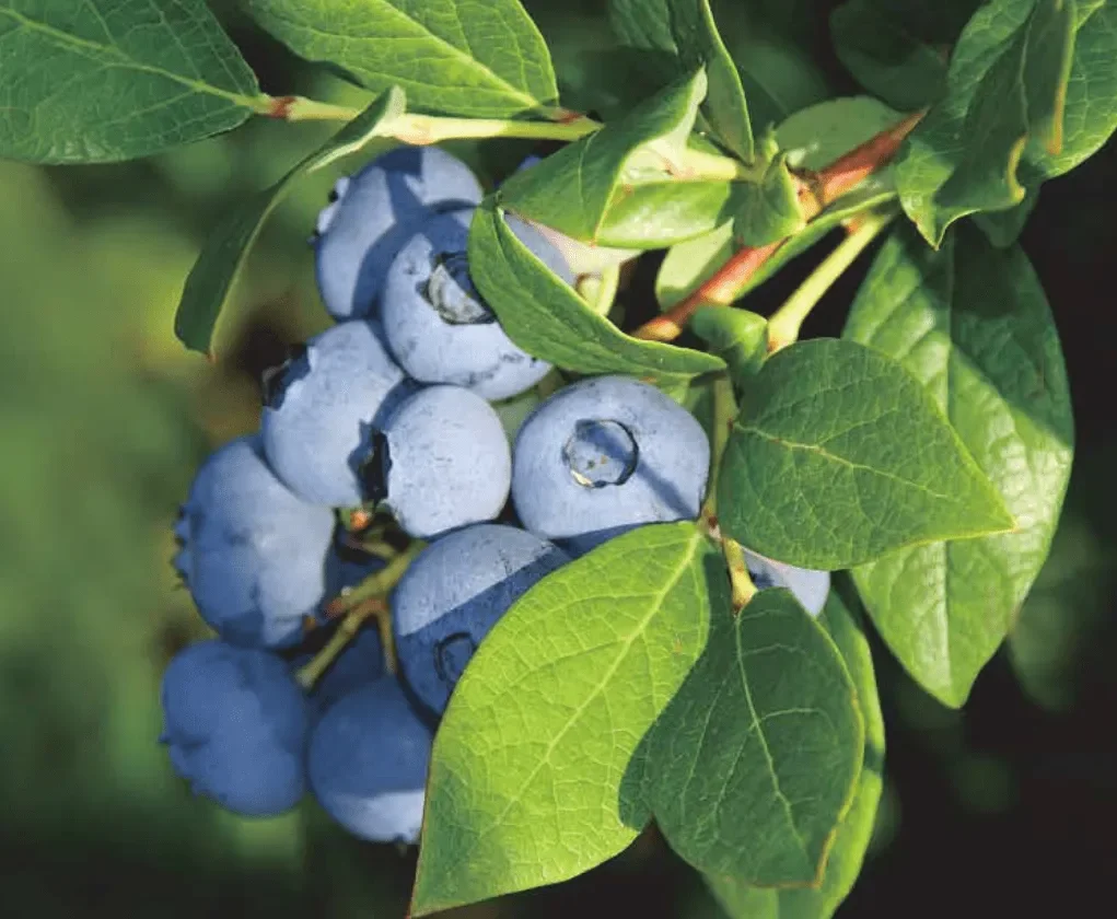 GMP-055 Wholesale Pure nature blueberry extract anthocyanin bilberry extract powder