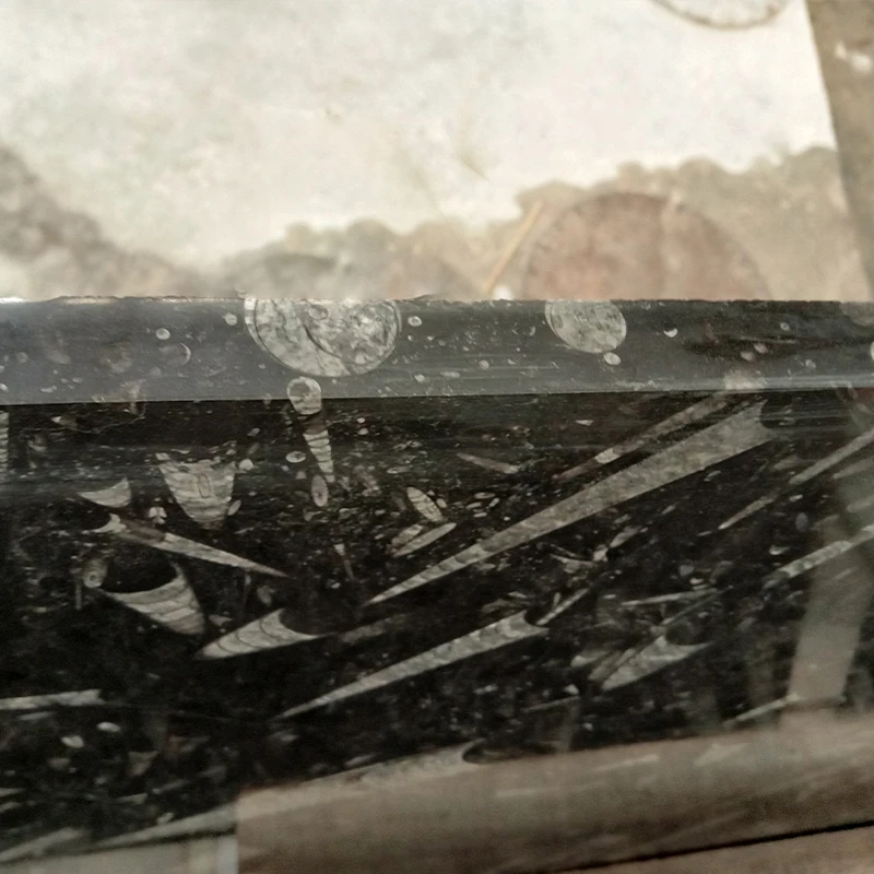 Creative Stone Slab Conch Fossil Black Marble slabs white pattern Black Marble slab for bathroom countertop