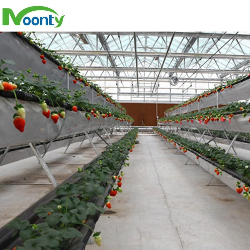 Commercial Greenhouse Industrial NFT/EBB/Dutch Bato Hydroponic with auto irrigation system smart controlling
