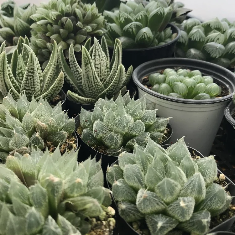 
wholesale plants sale natural succulents Haworthia 