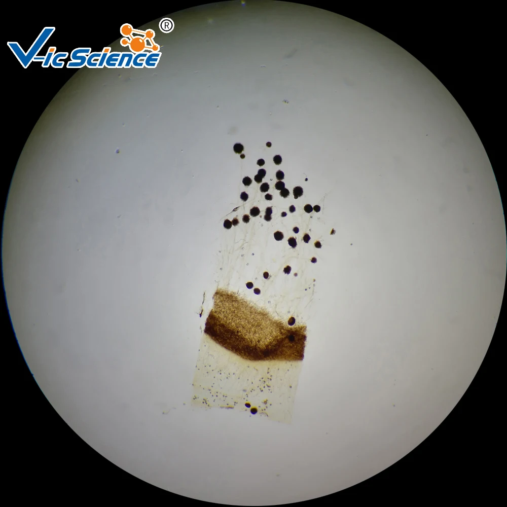 laboratory microscope prepared glass slides Botany Microscope Slide Plant Mitosis for Microscopes Plant Tissue Slides fungi