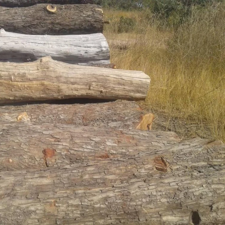 Vaneer White oak logs for timber