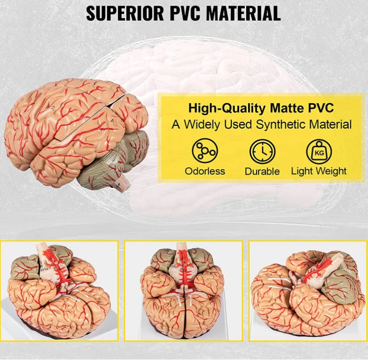 Medical Science teaching resources Human brain Model Brain anatomical model 9 parts assembled with digital markings