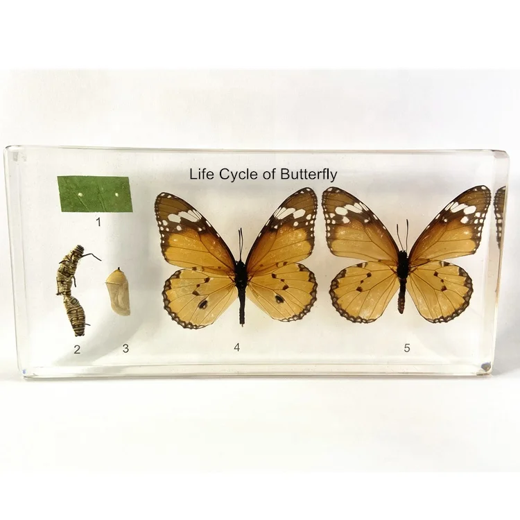 Насекомых защитная пленка высокой прозрачности смолы учебных пособий жизненный цикл Бабочка образца для медицинские товары