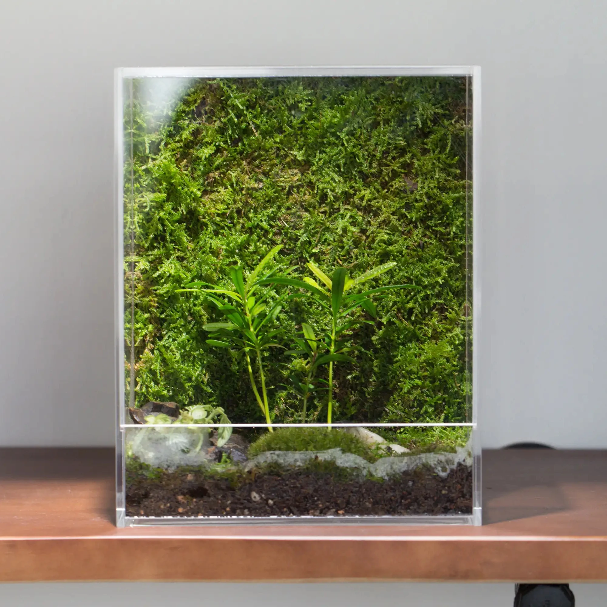 Handmade Water Tight Clear Extra Tall Acrylic Terrarium With Lid Geometric Glass Terrarium Wholesale