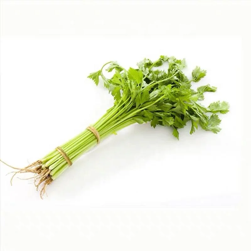 
Chinese Hybrid F1 Leaf Vegetable Celery parsley Seed 