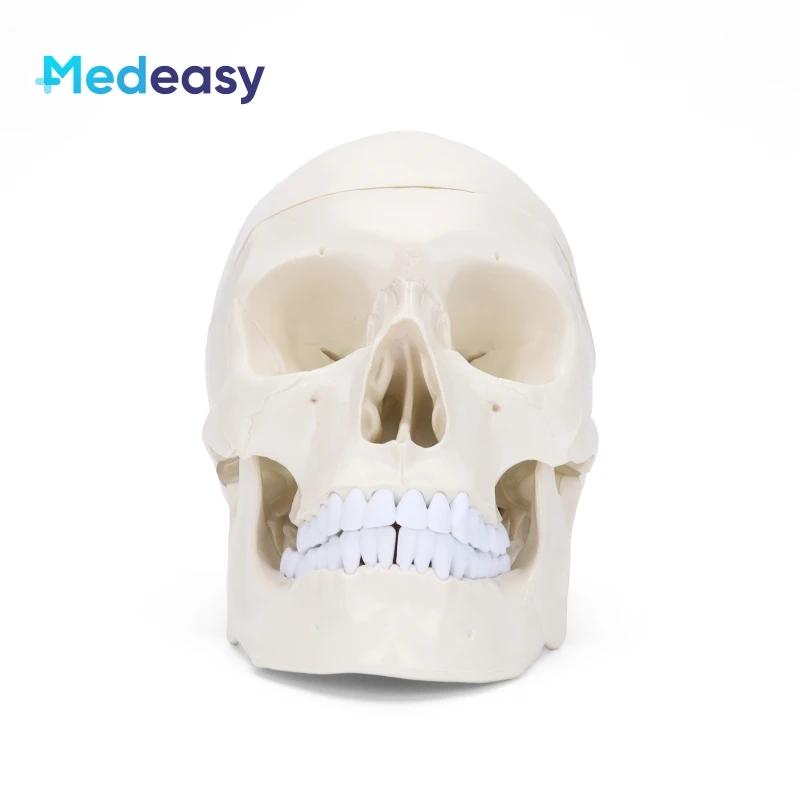 Белая пластиковая модель человеческого черепа