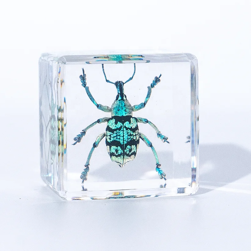 Gift Idea cube Transparent Amber Insect specimen in Resin Crafts Beetles real insect specimens