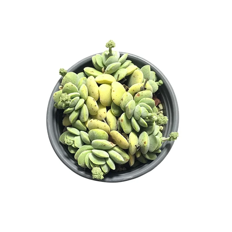 
2020 new style live succulents plants suppliers provide where to buy korean succulents 