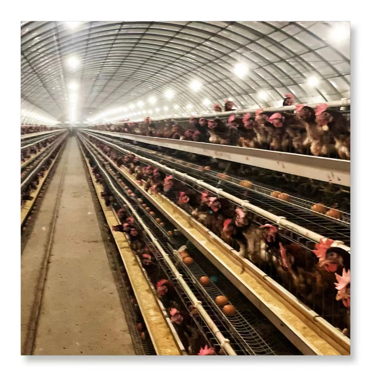 Hot sale 3-4  tier 96-200  birds laying hens chicken cage automatic for wholesales